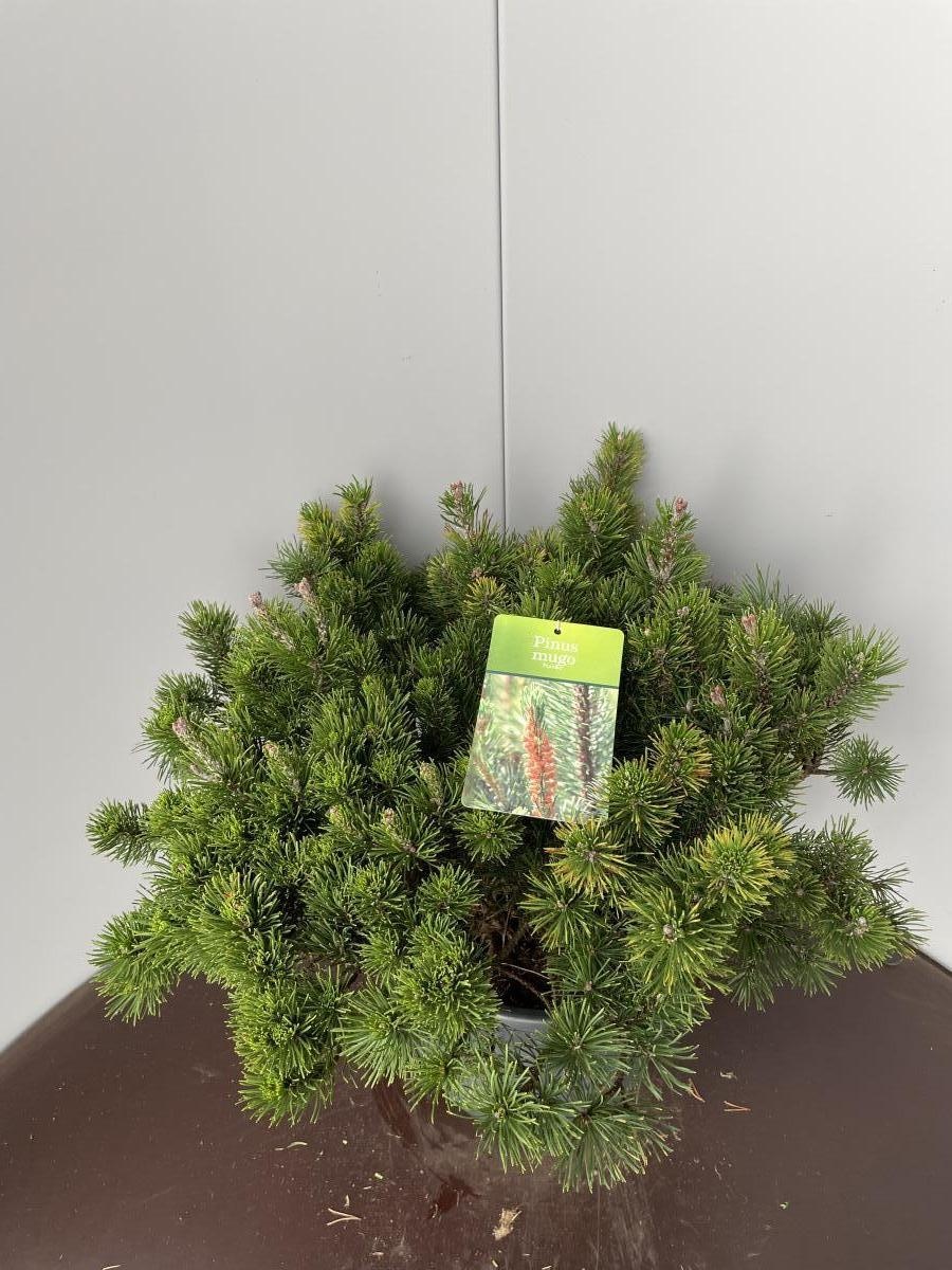 Pinus mugo pumilio, D 39