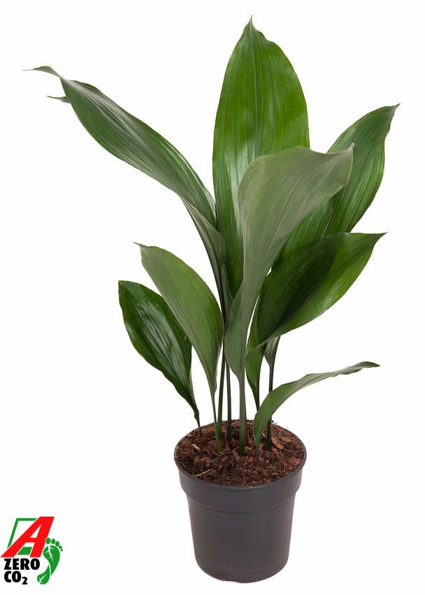 Aspidistra Elatior P15, D 15