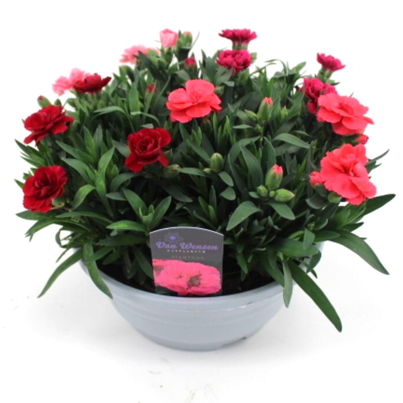 Dianthus 'Oscar' Quattro MIXPOT, D 21