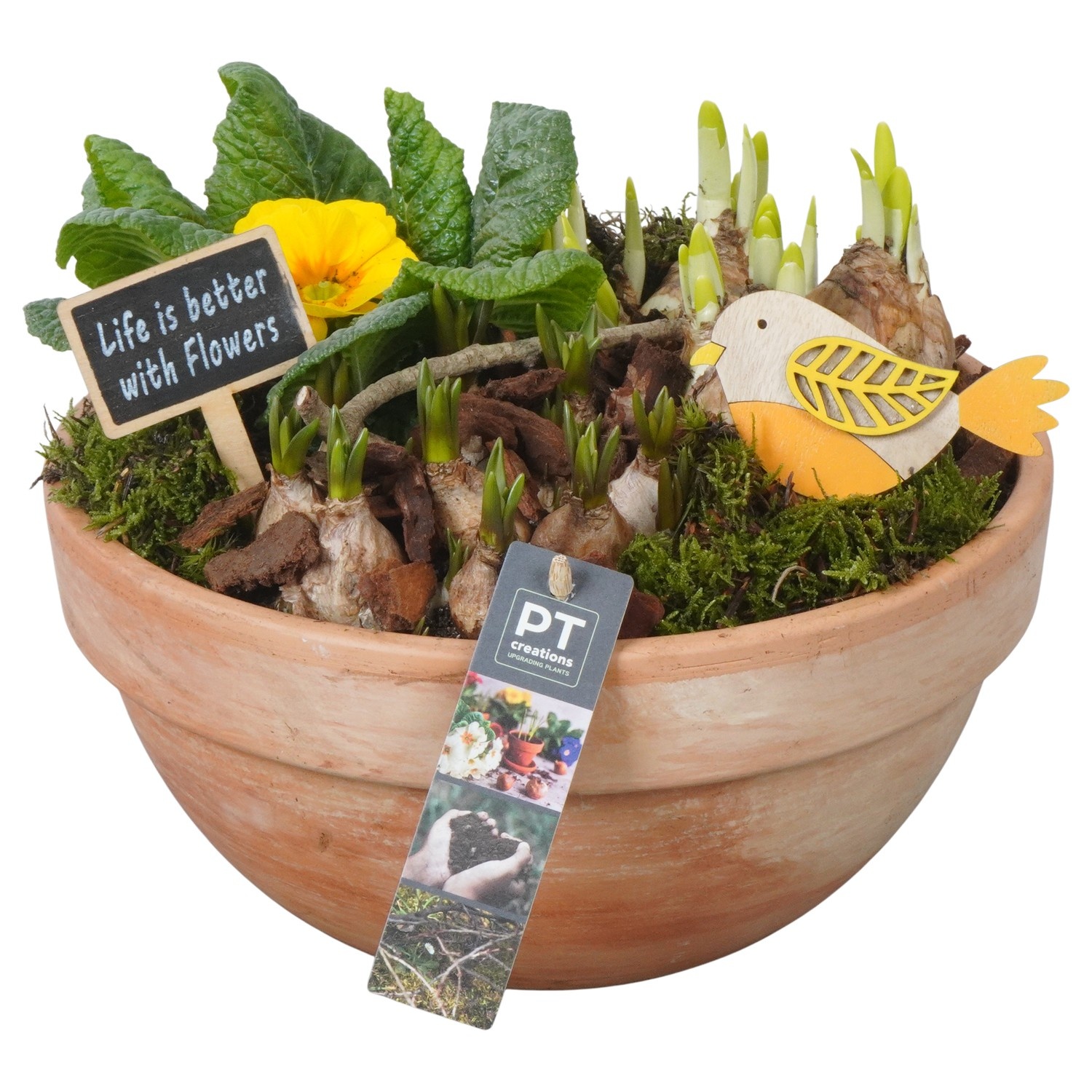 PTBM3885 Arrangement Flower Bulbs Mix in terracotta schaal, D 26