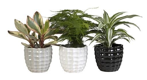 GREEN MIX L 65438, D 12