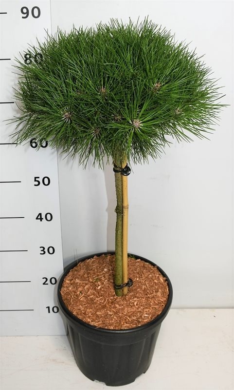 Pinus nigra 'Bambino', D 32