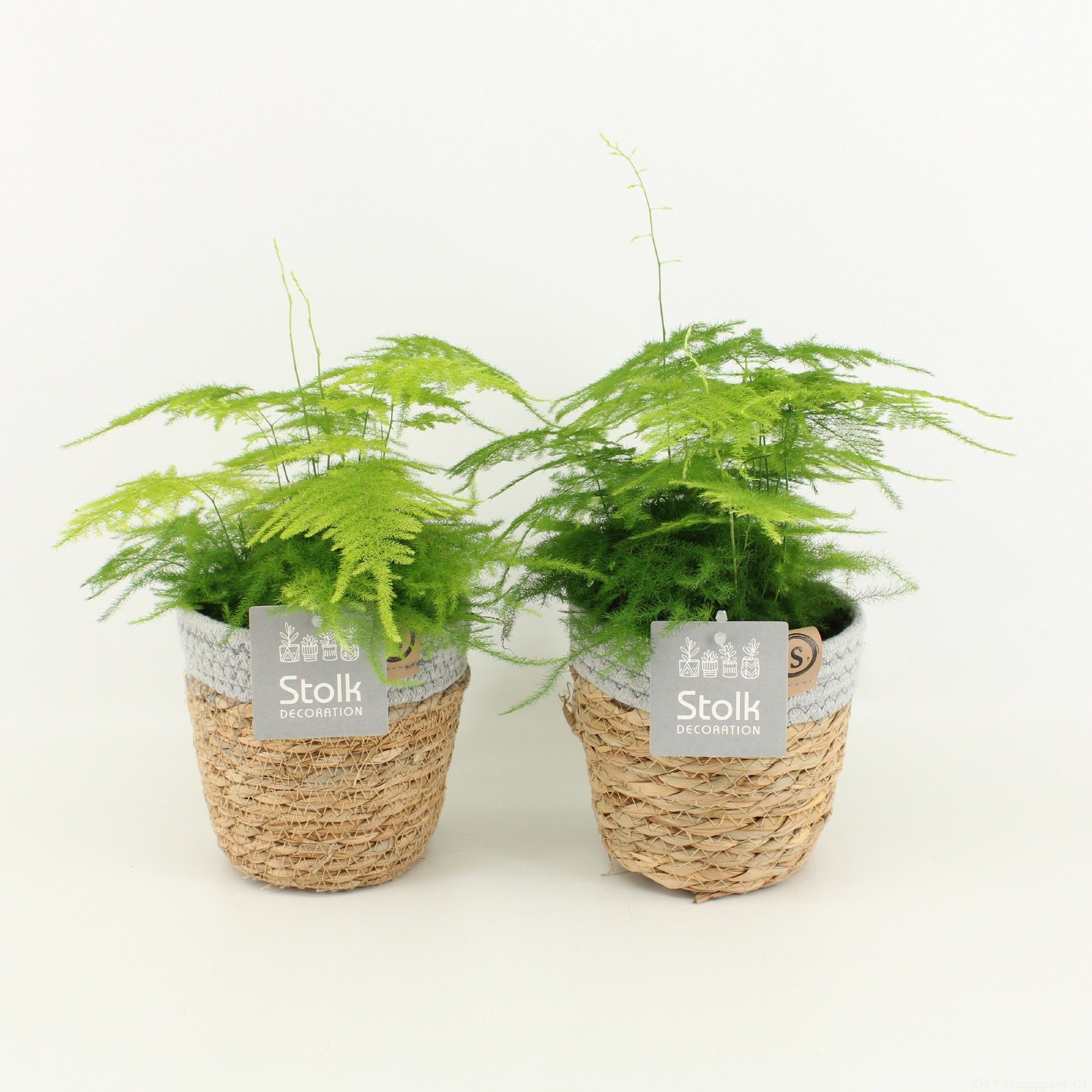 Asparagus in Basket, D 13