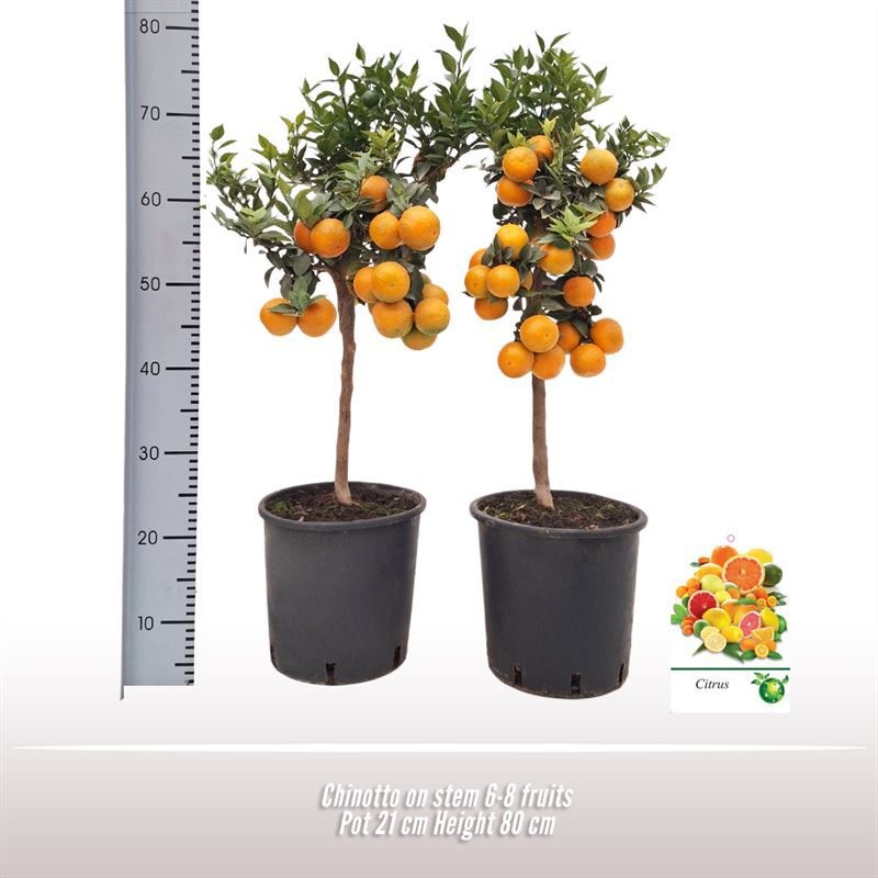 Chinotto op stam, D 21