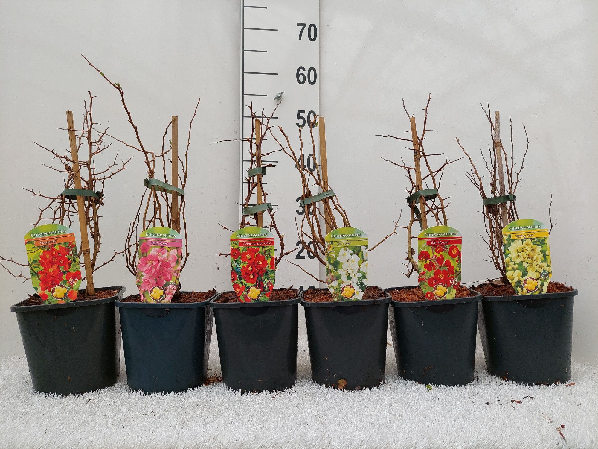 Chaenomeles x superba, D 17