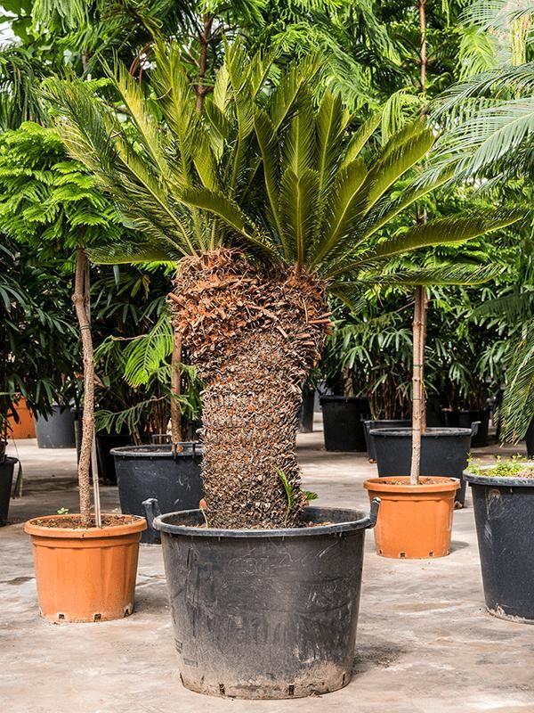 Cycas revoluta, D 70