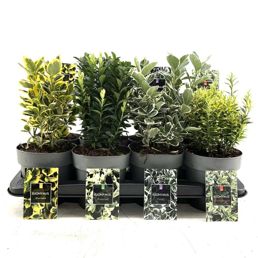 Euonymus jap. Gemengd, D 15