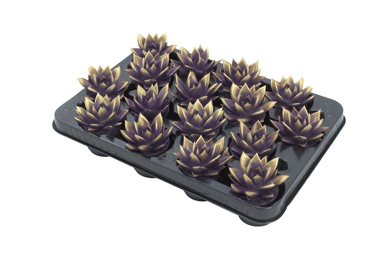 Miranda bicoloured dark purple/gold, D 6