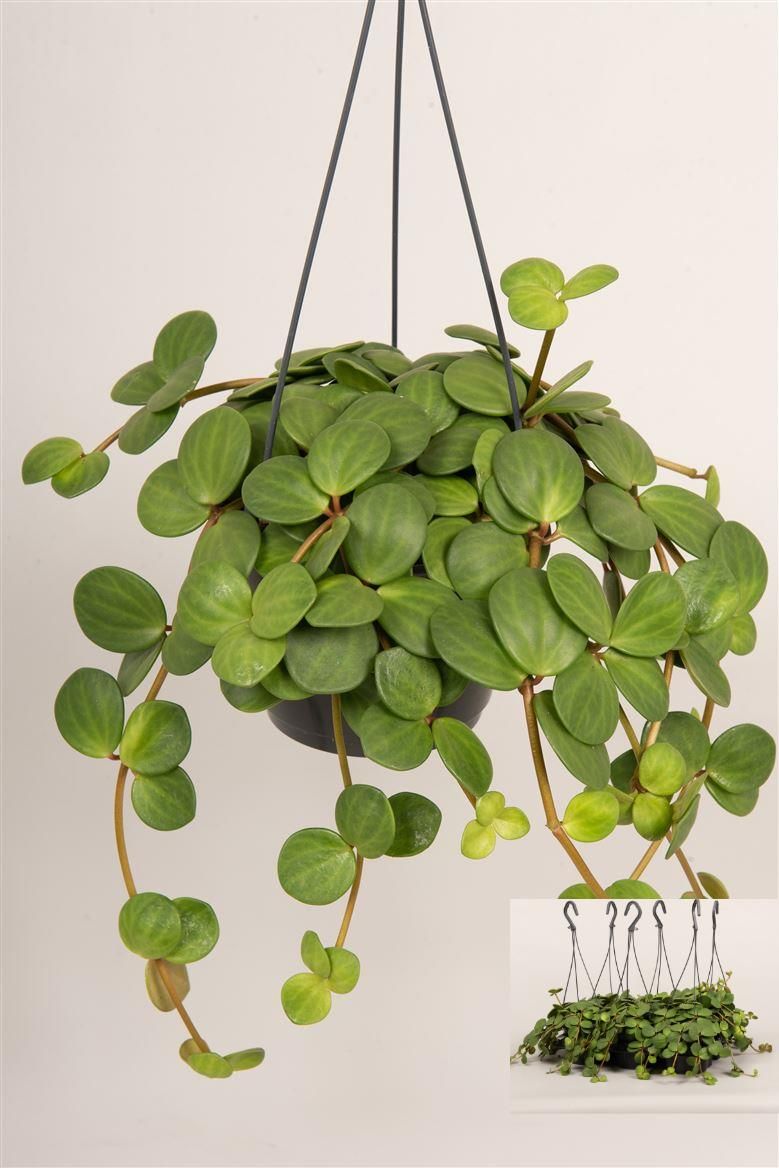Peperomia tet. 'Hope' hangpot, D 14