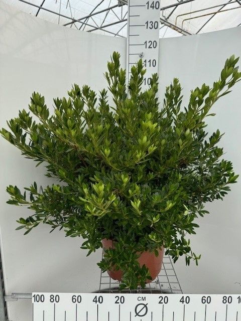 697 LDW : Pot 30 cm C10 Azalea Japonica gemengde soorten, D 30