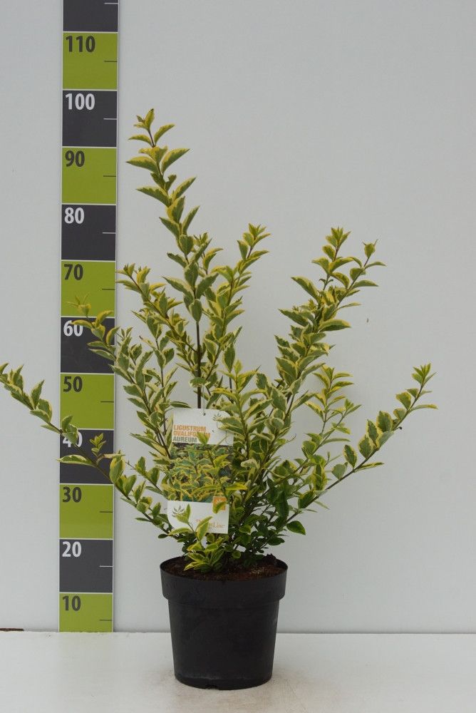 Ligustrum ovalifolium 'Aureum' C 4,6, D 23