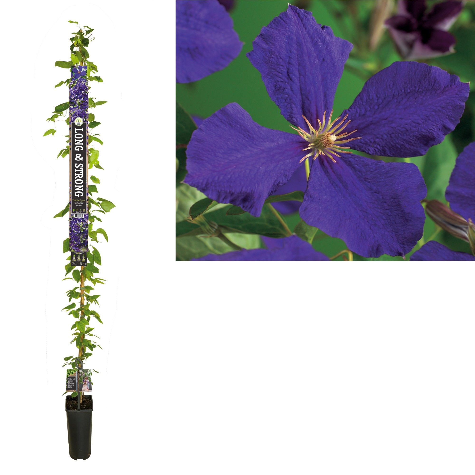 Clematis 'Jackmanii' +Long & strong label, D 23