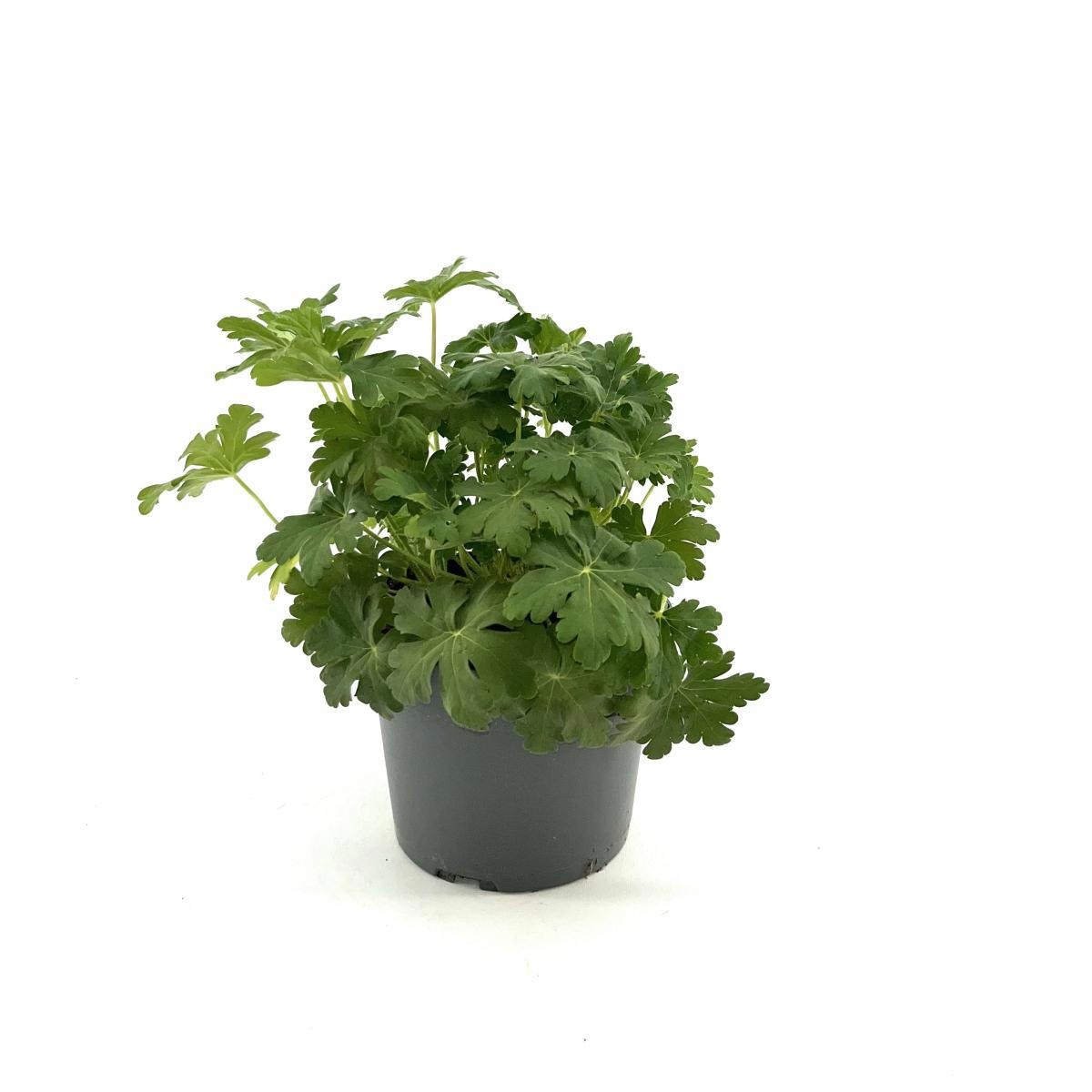 Geranium macr. 'Spessart', D 17