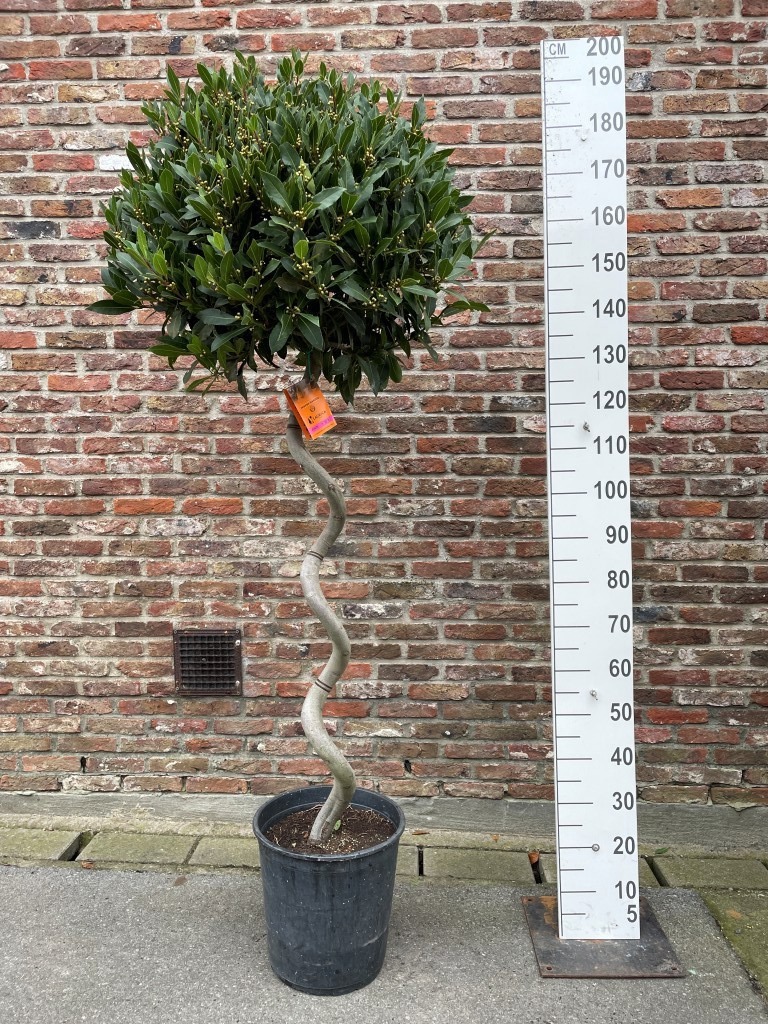 LAURUS NOBILIS BOL OP 100 CM SPIRAALSTAM 65/70 P30, D 30
