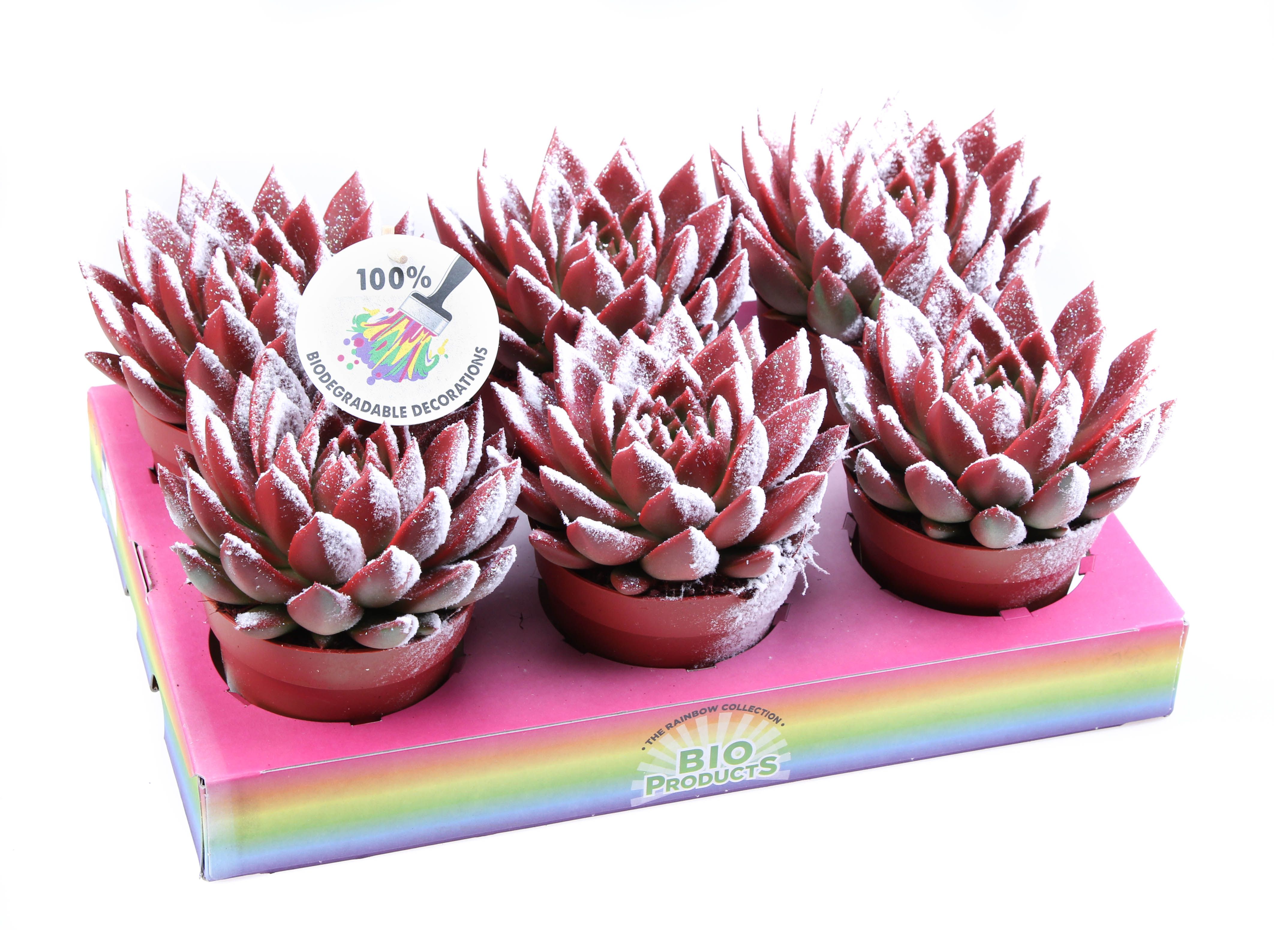 Miranda snowy + bio snow, D 12