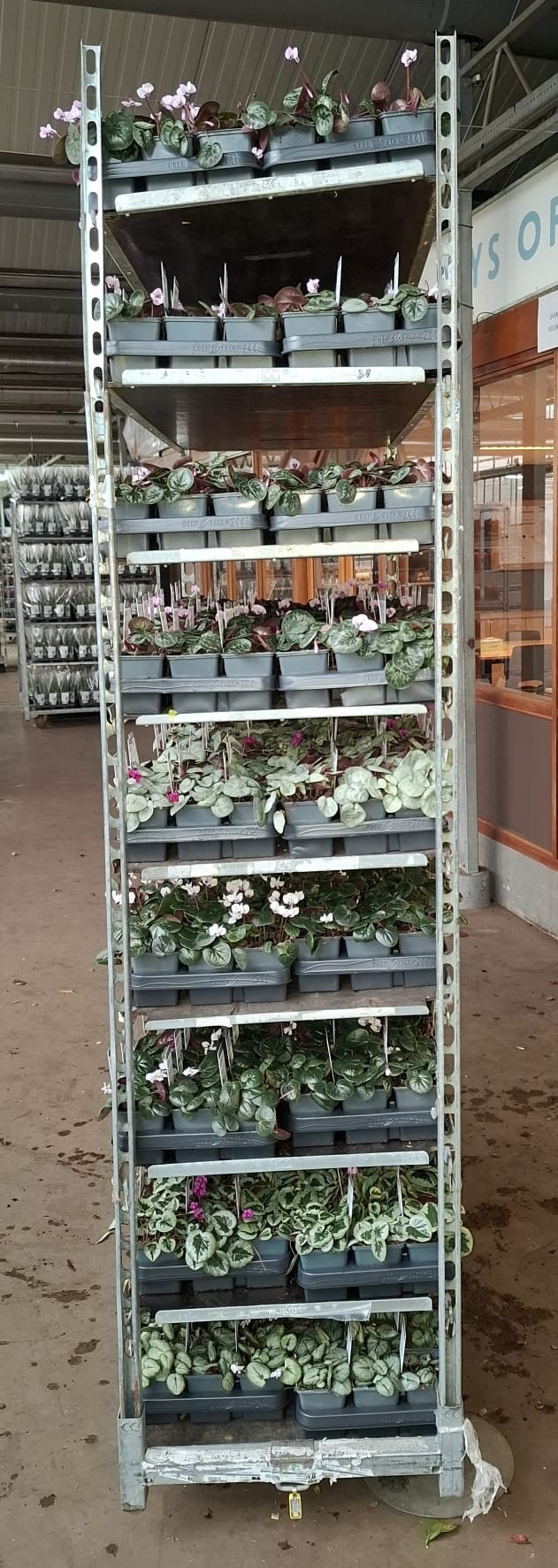 Cyclamen coum mixkar 9 cm, D 9