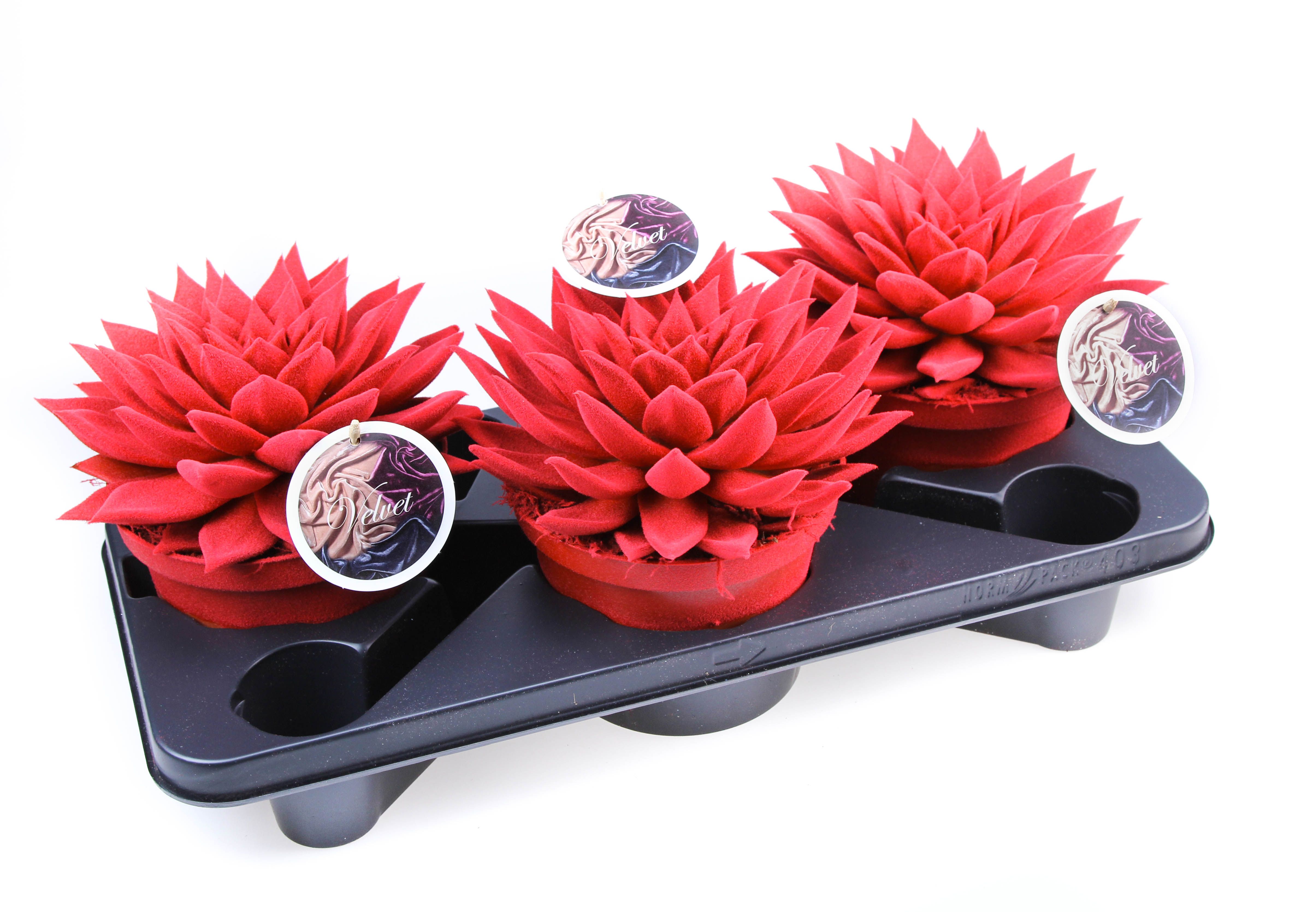 Velvet Rood + etiket, D 17