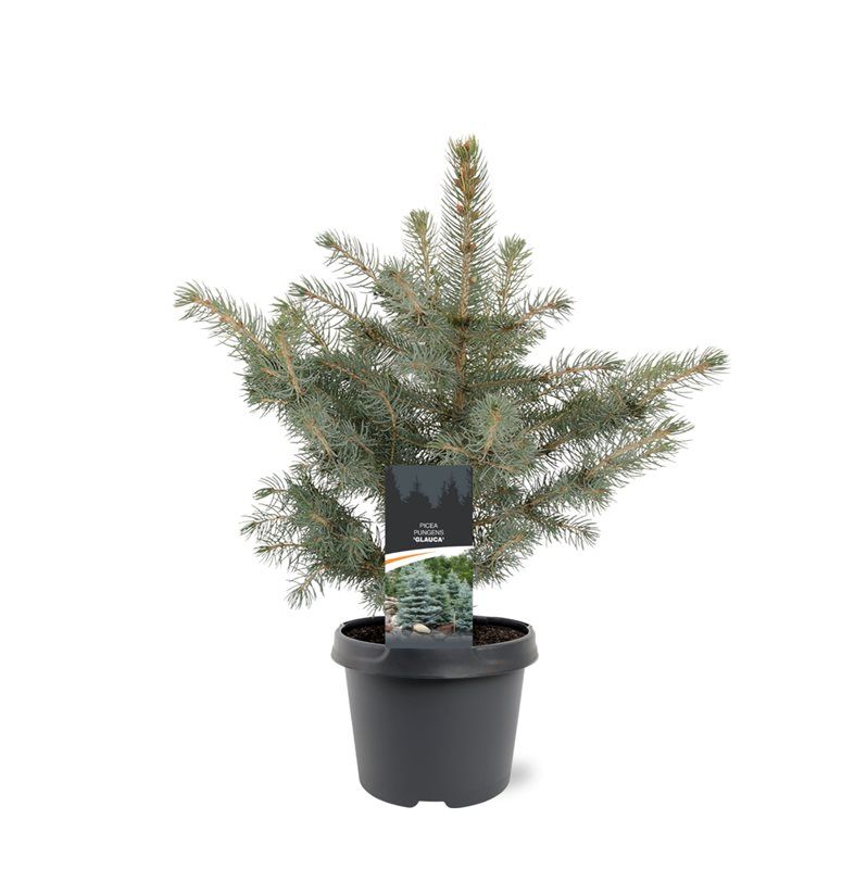 Picea pungens 'Glauca', D 19