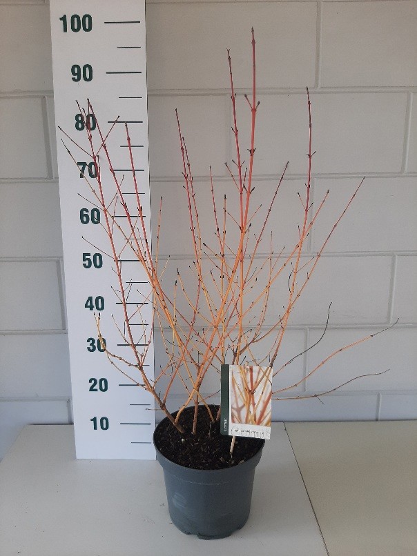 Cornus sang. Midwinter Fire, D 23