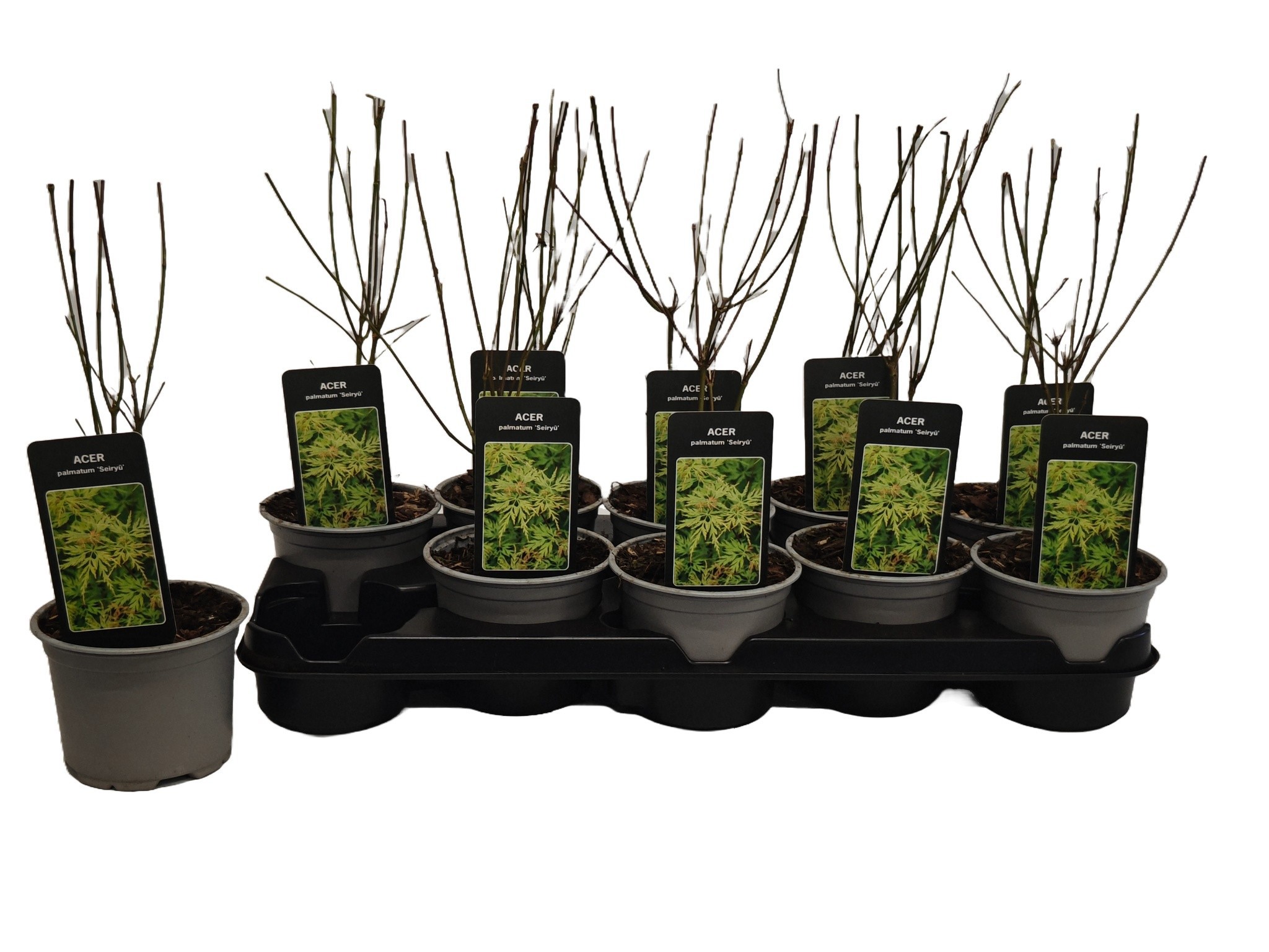 Acer Seiryu P12, D 12