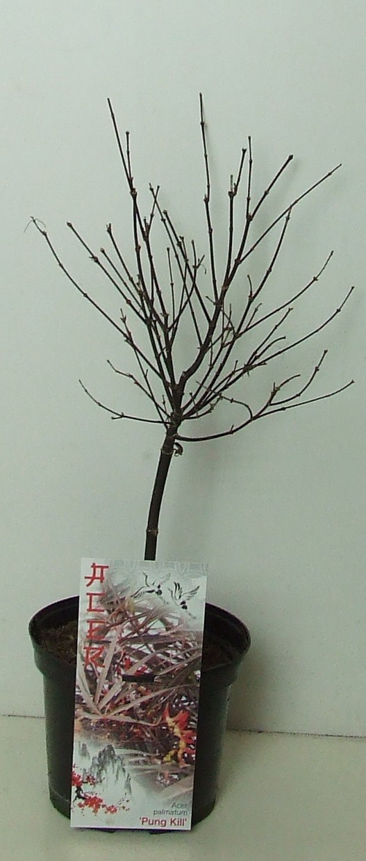 Acer palmatum 'Pung Kill' P19, D 19