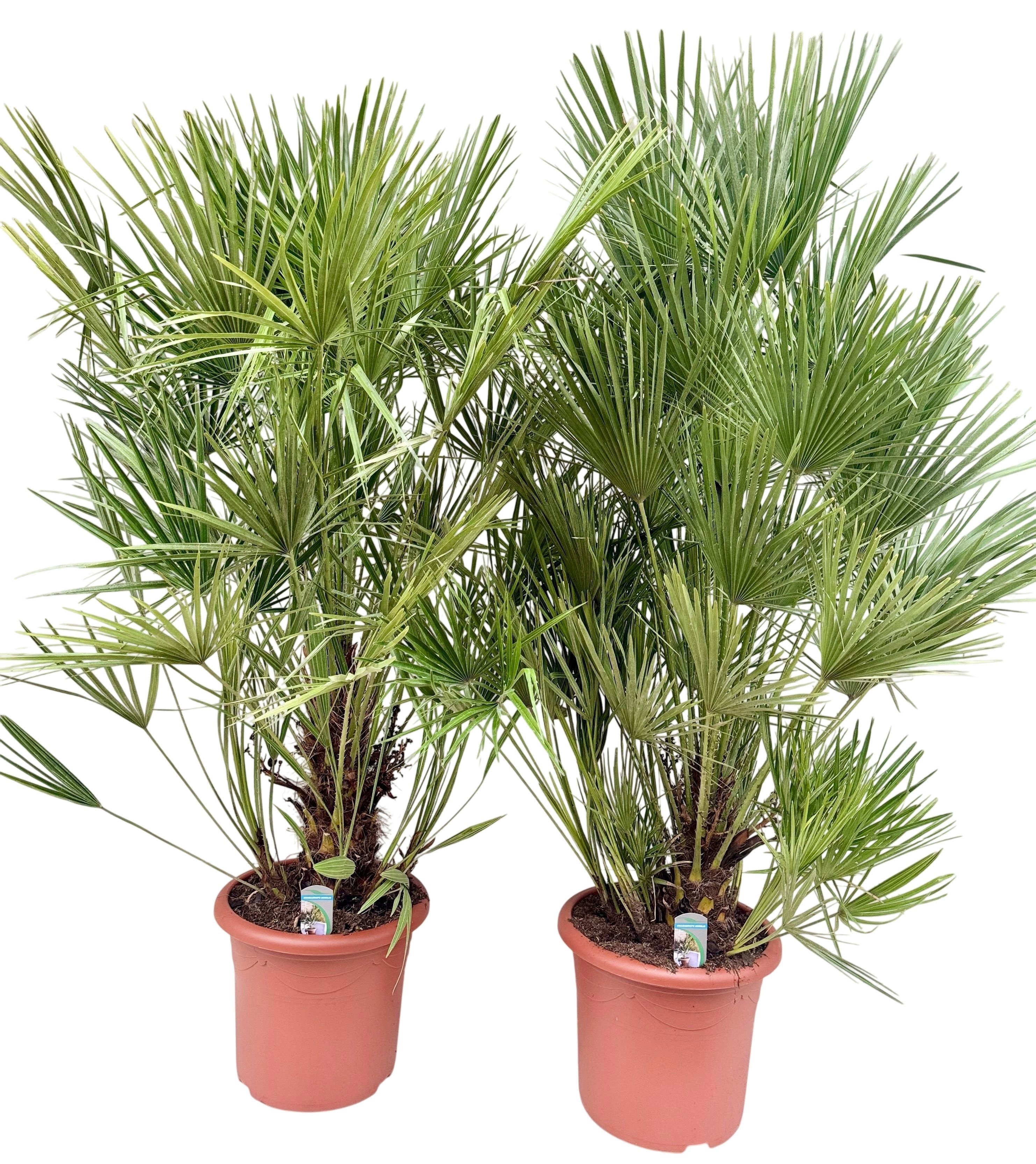 Chamaerops humilis P40, D 40