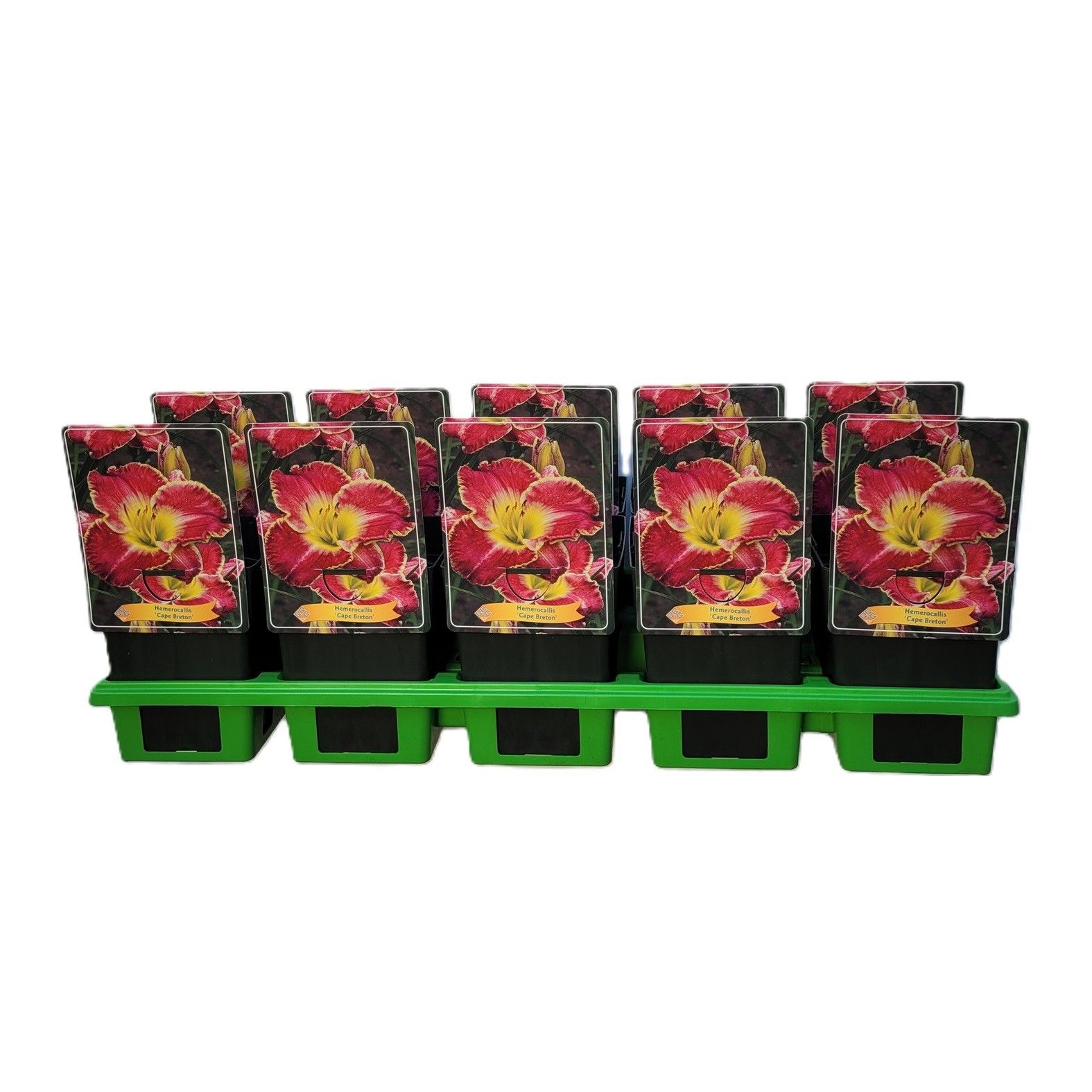 Hemerocallis 'Cape Breton' P11, D 11