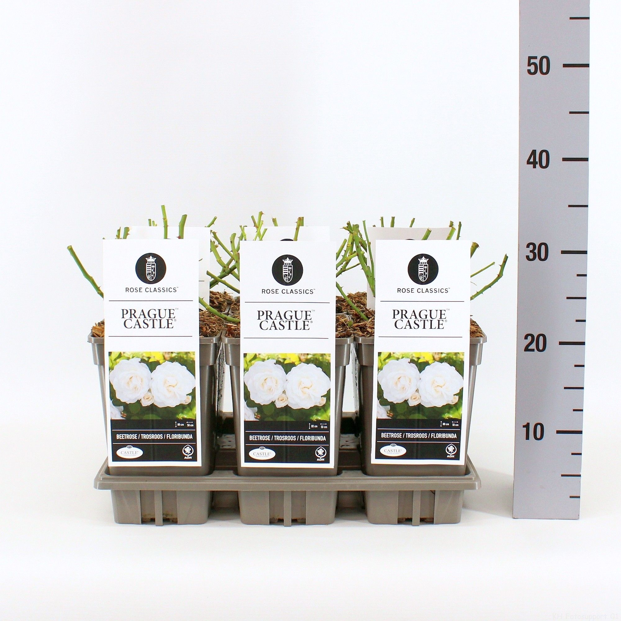 Rosa (F) Prague Castle ®, C3, D 17