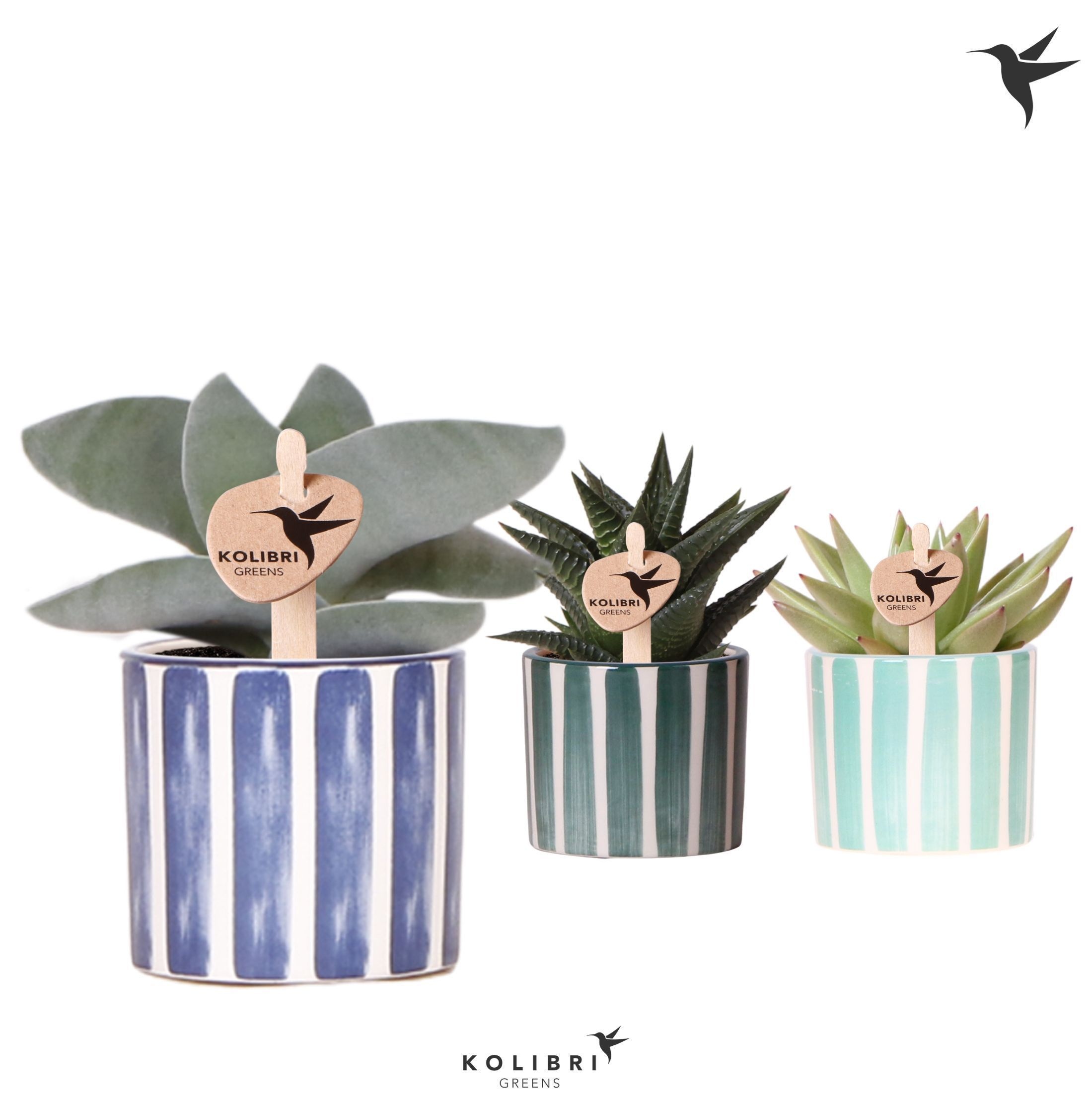 Kolibri Greens Succulenten mix in Painted Stripe pot blue mix, D 6