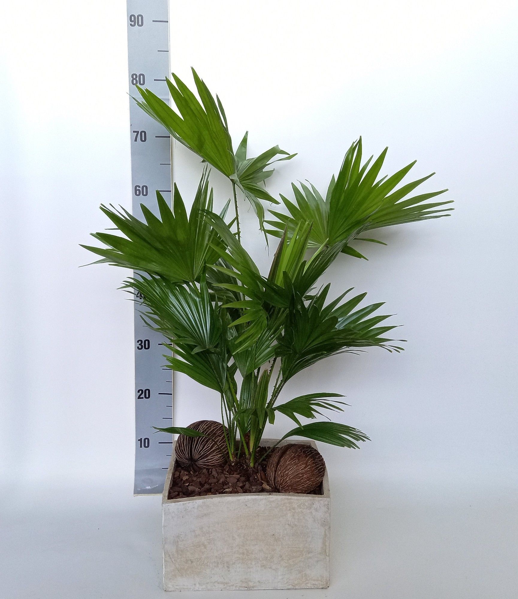 Livistona in Luna creme, D 26