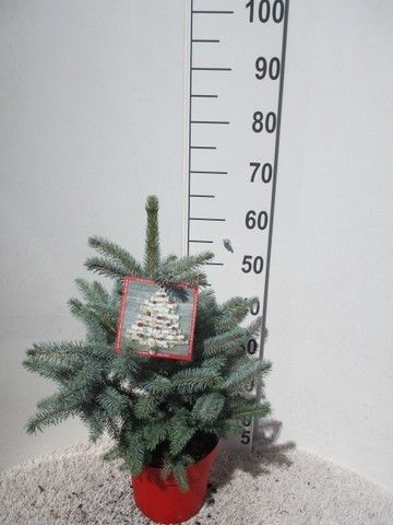 Picea pungens Super Blue 45-50 P26, D 26