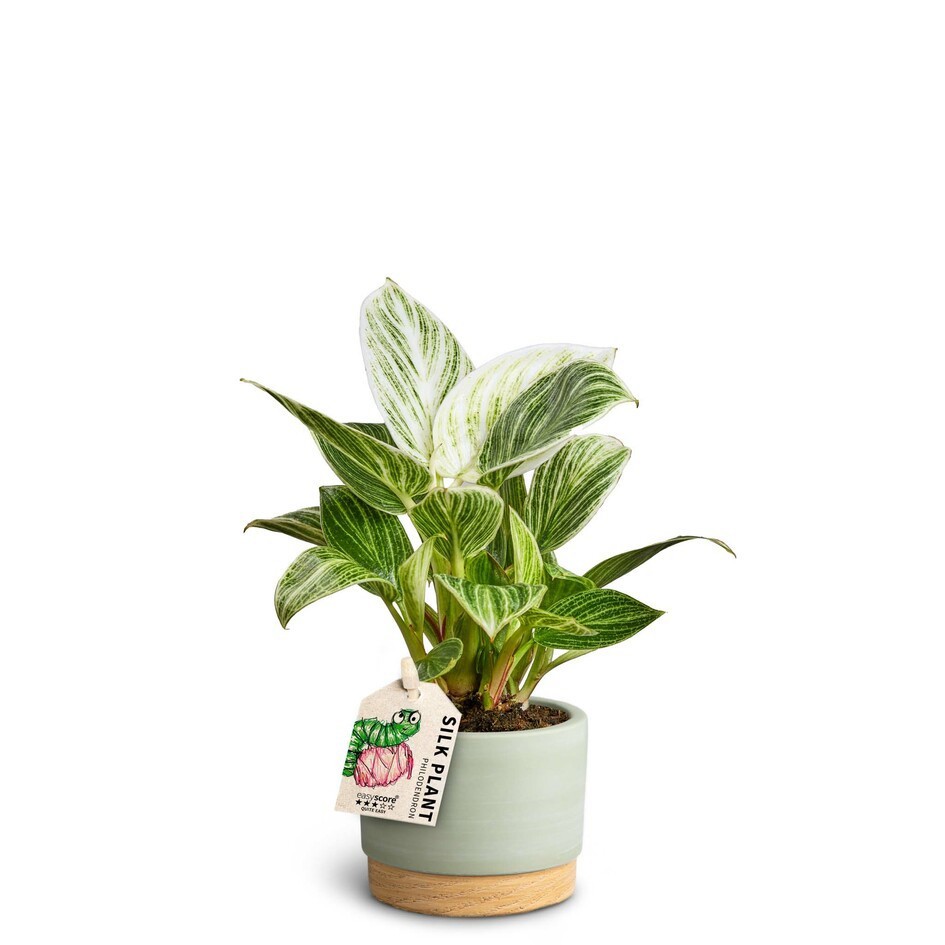 Woodbase Green, Peridot, D 7