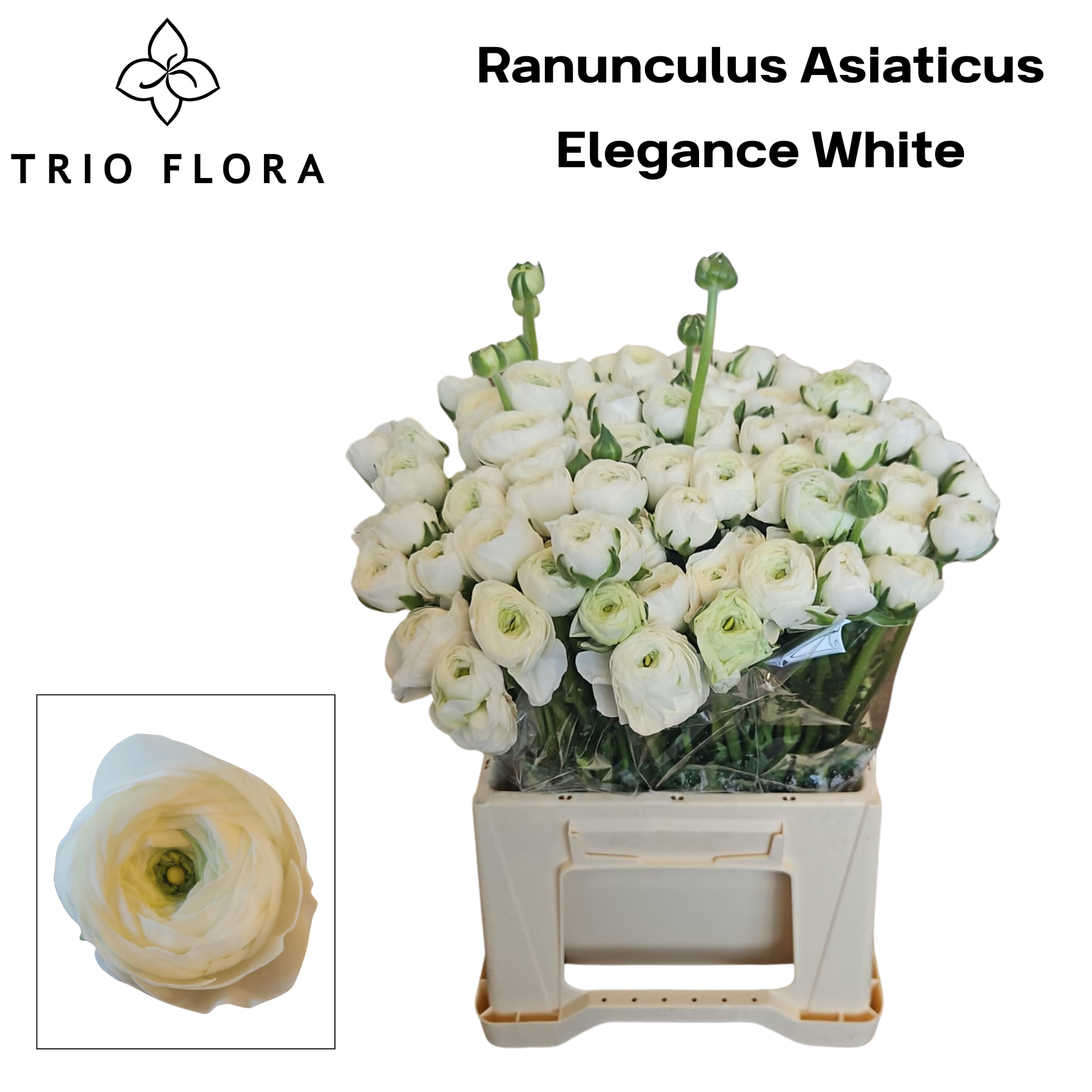 Ранункулус Элеганс Вайт 40, шт.