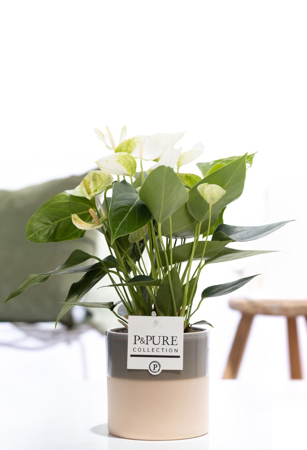 Anthurium white (Elido) in P&PURE Tess 2 cer. green, D 12