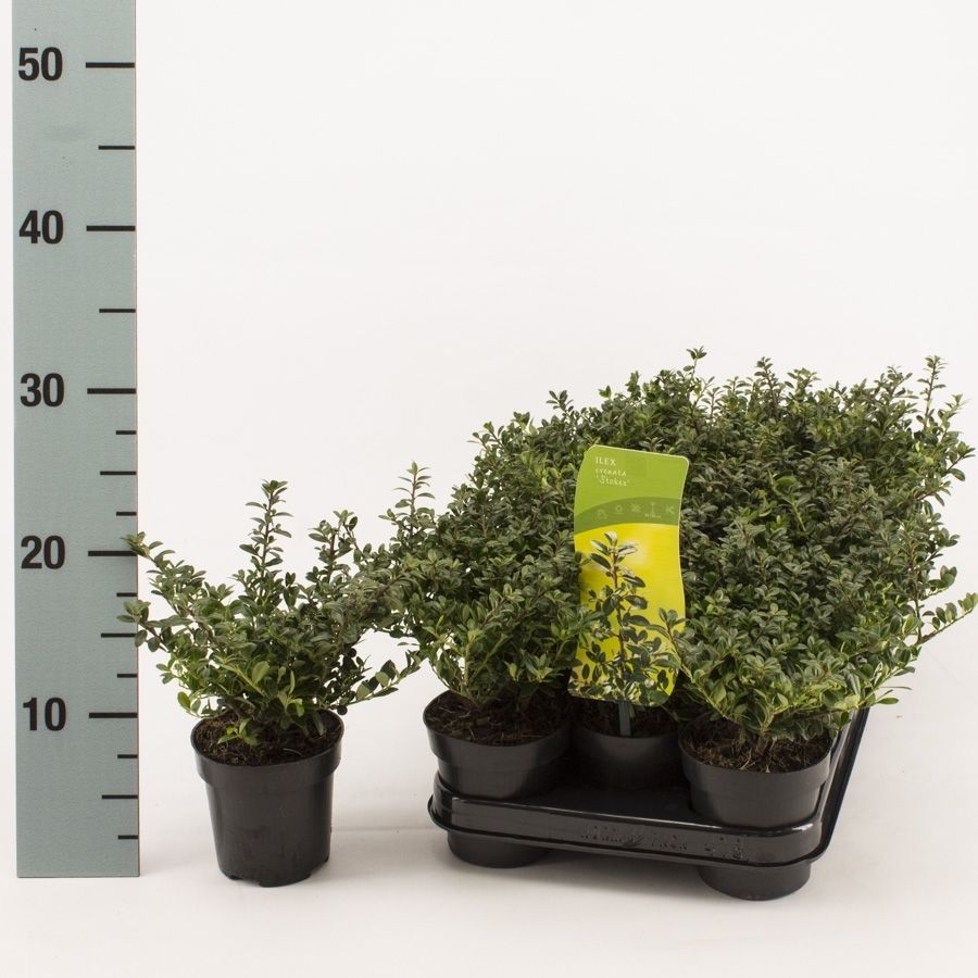 Ilex crenata 'Stokes', D 9