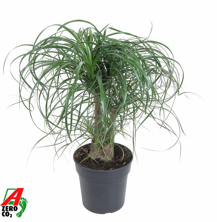 Beaucarnea vertakt P21 - 1ft, D 21