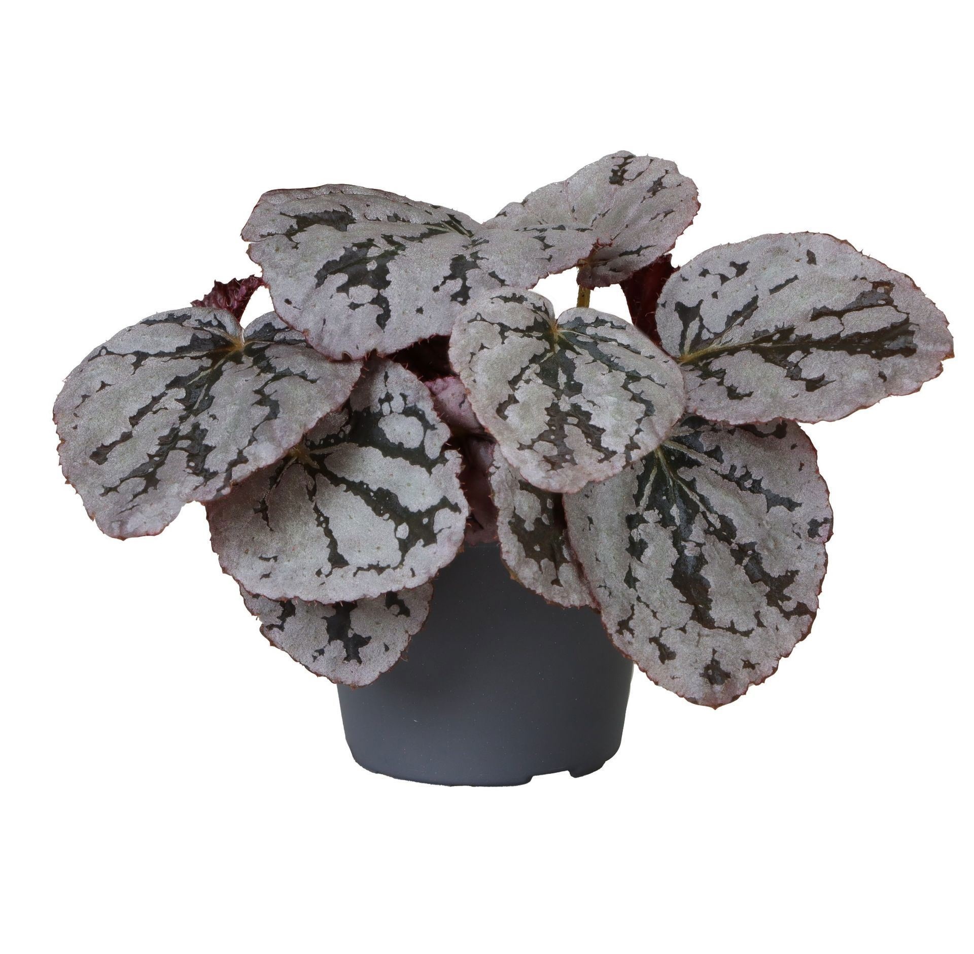 Begonia Rex Chayo, D 6
