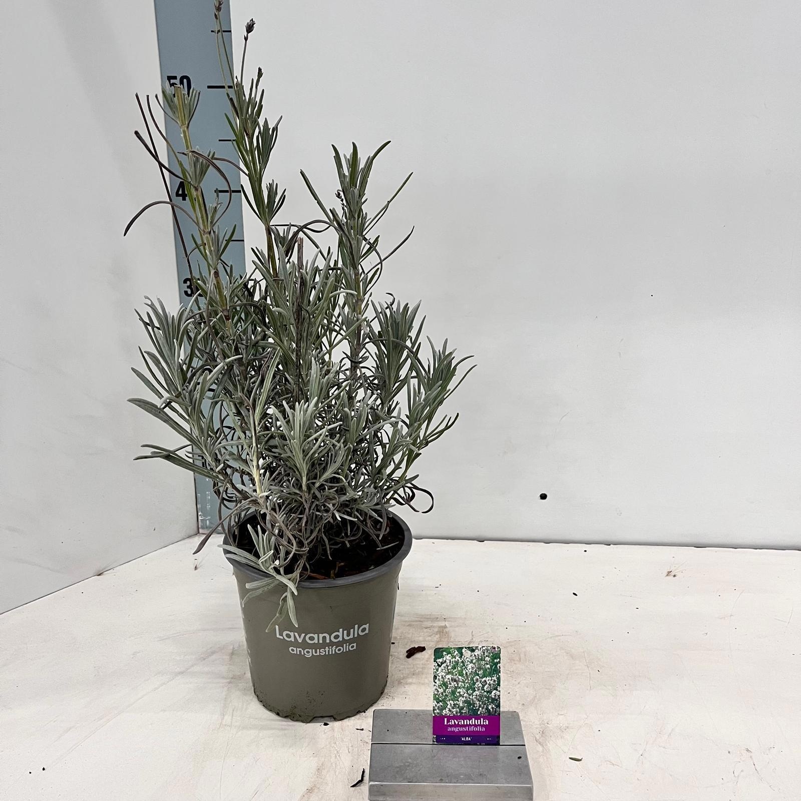 Lavandula angustifolia 'Alba', D 15