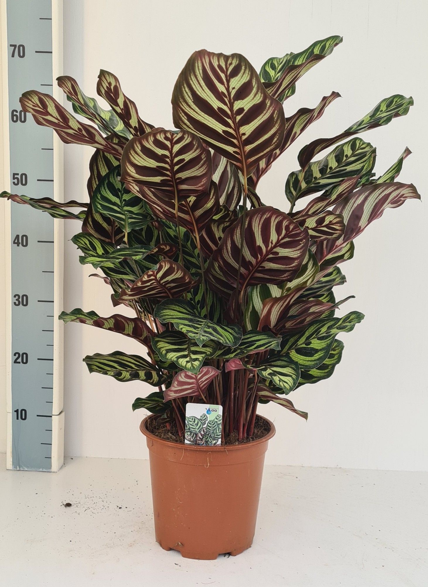 Calathea makoyana, D 19