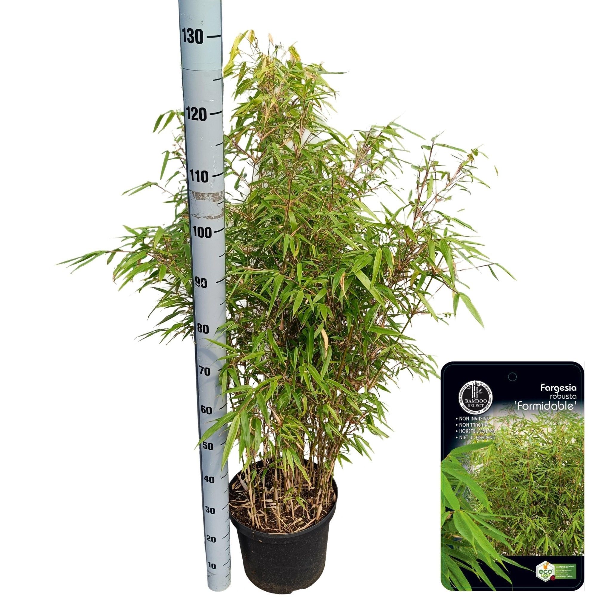 Fargesia robusta 'Formidable', D 29