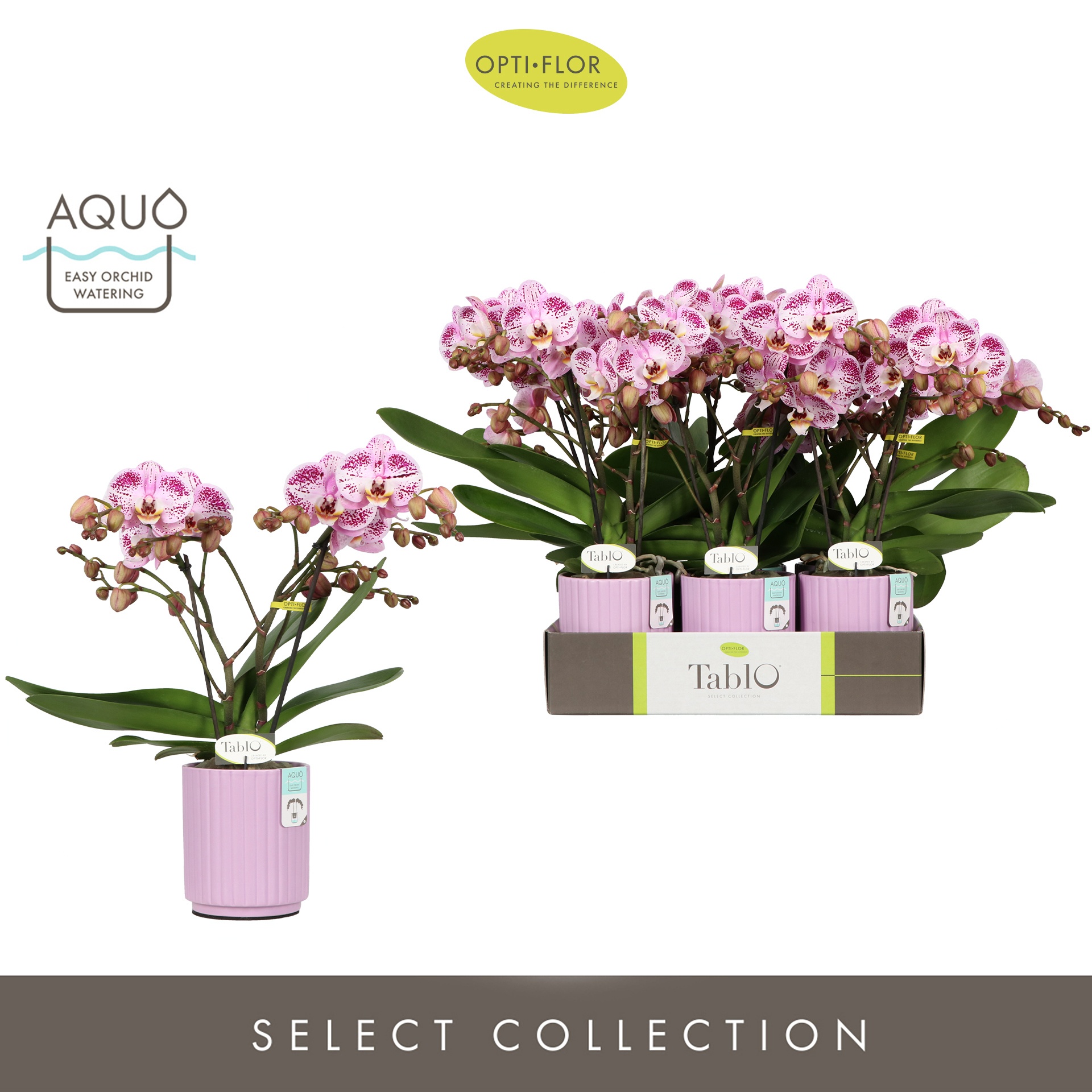 Tablo Bellini 2 spike in Molise Lilac Aquo, D 12 cm