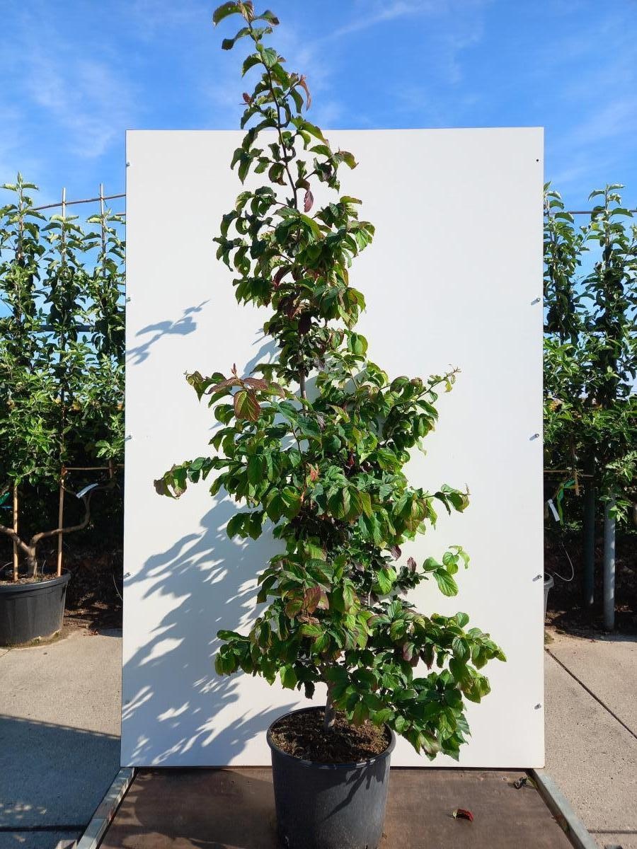 Parrotia persica 'Bella', D 40