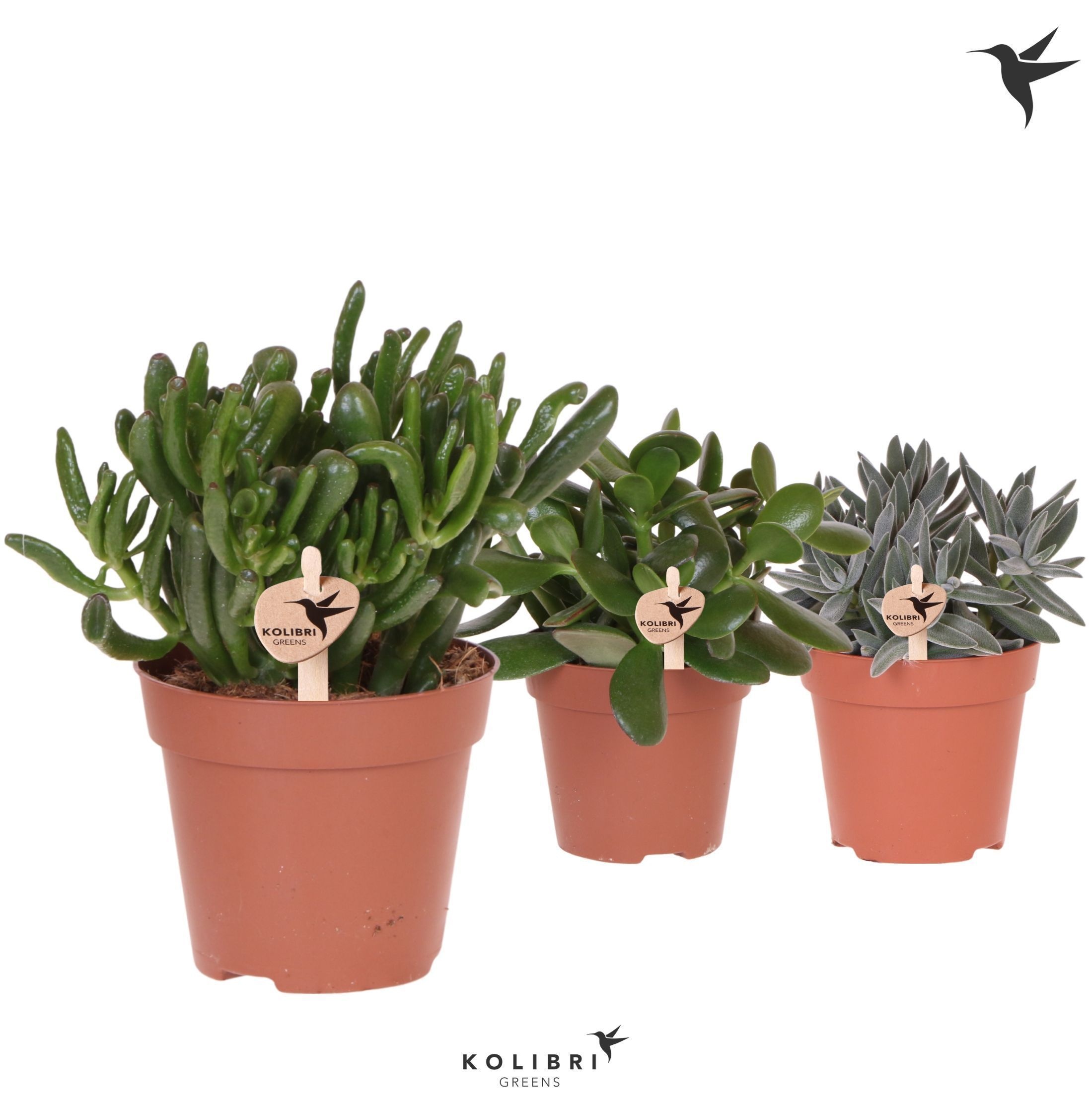 Kolibri Greens Succulenten Crassula mix, D 12