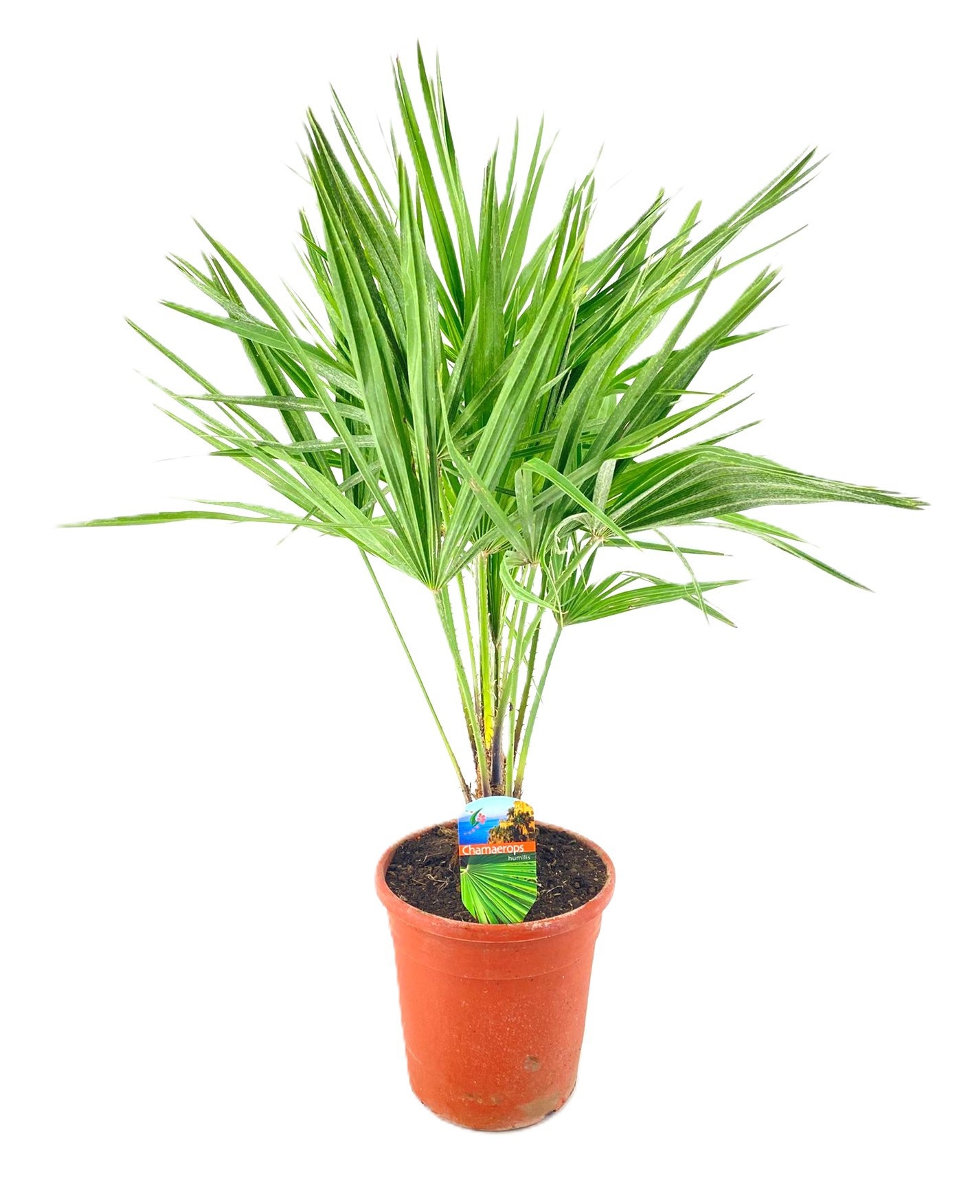 Chamaerops humilis, D 21