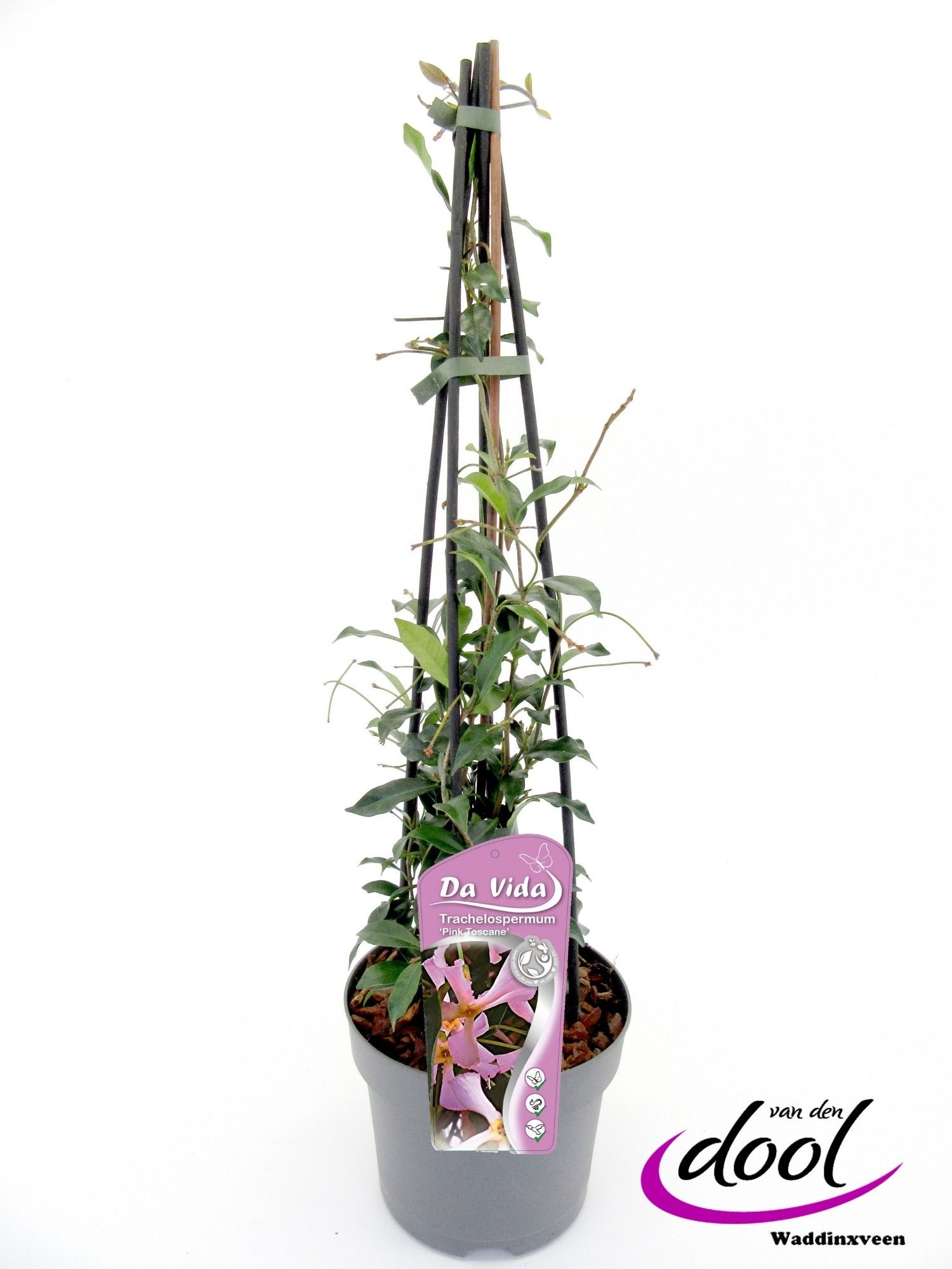 Trachelospermum jasm. Pink Toscane, D 19