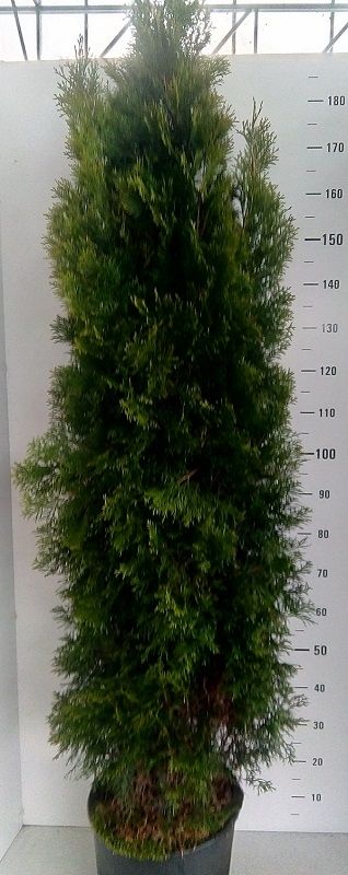 Thuja occid. 'Smaragd', D 32