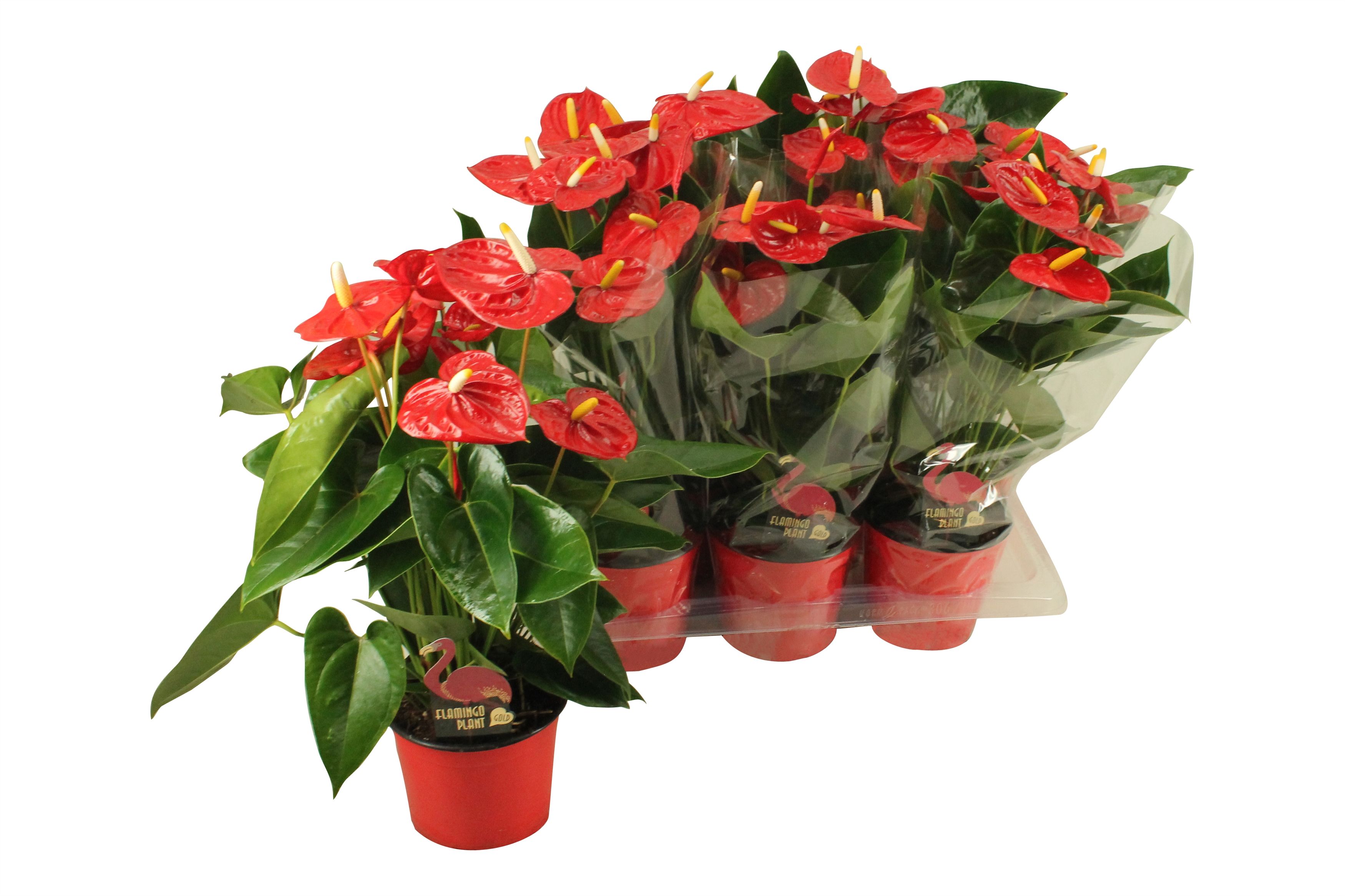 Anthurium XL.9 Jambo Red 17cm (blanco hoes), D 17