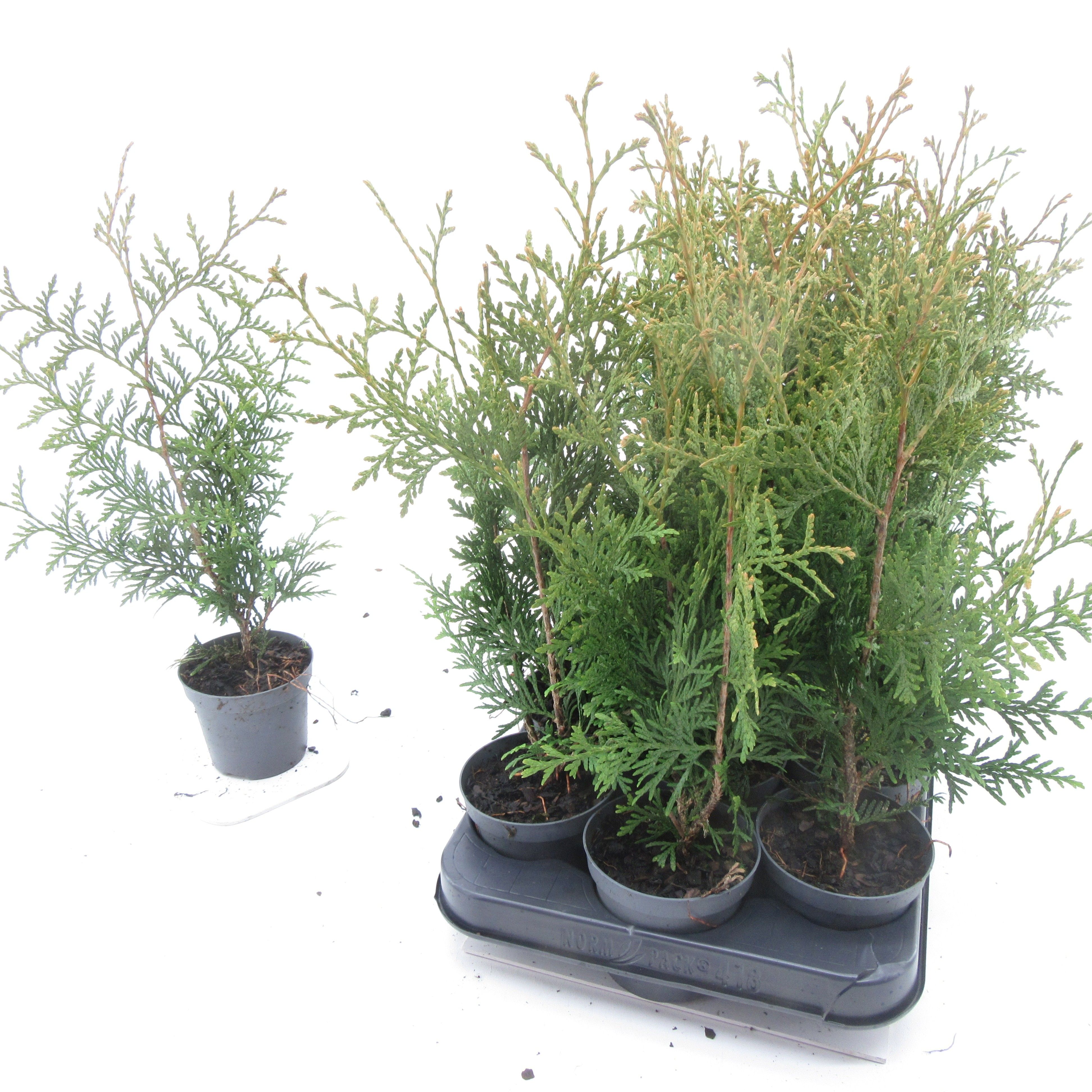 Thuja Brabant, D 9