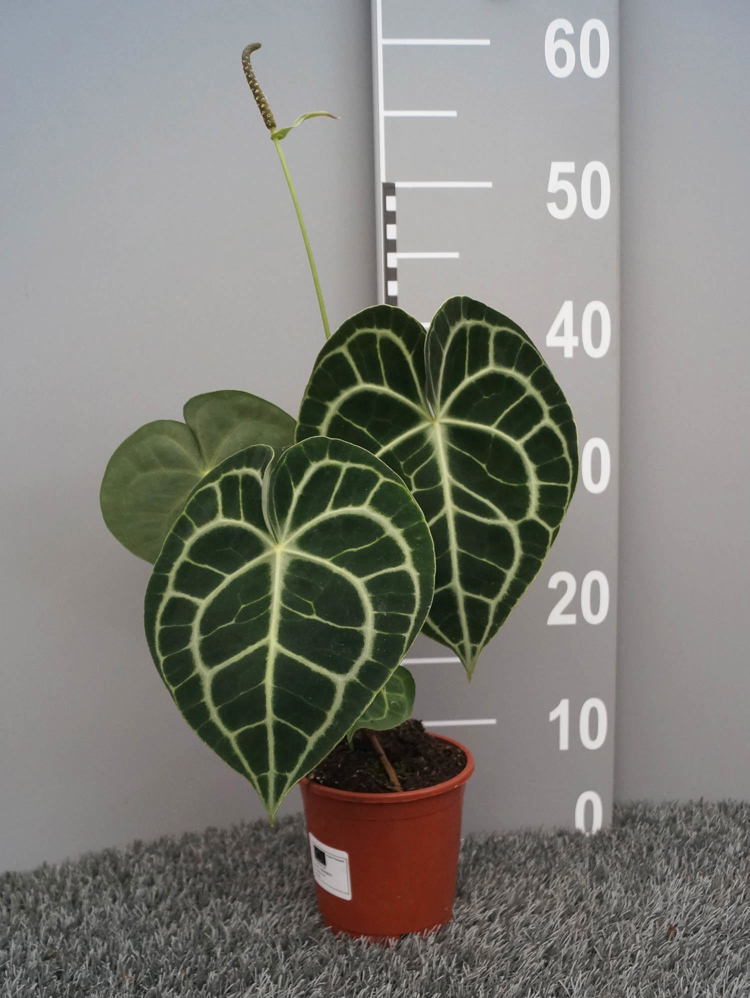 Anthurium clarinervium, D 12
