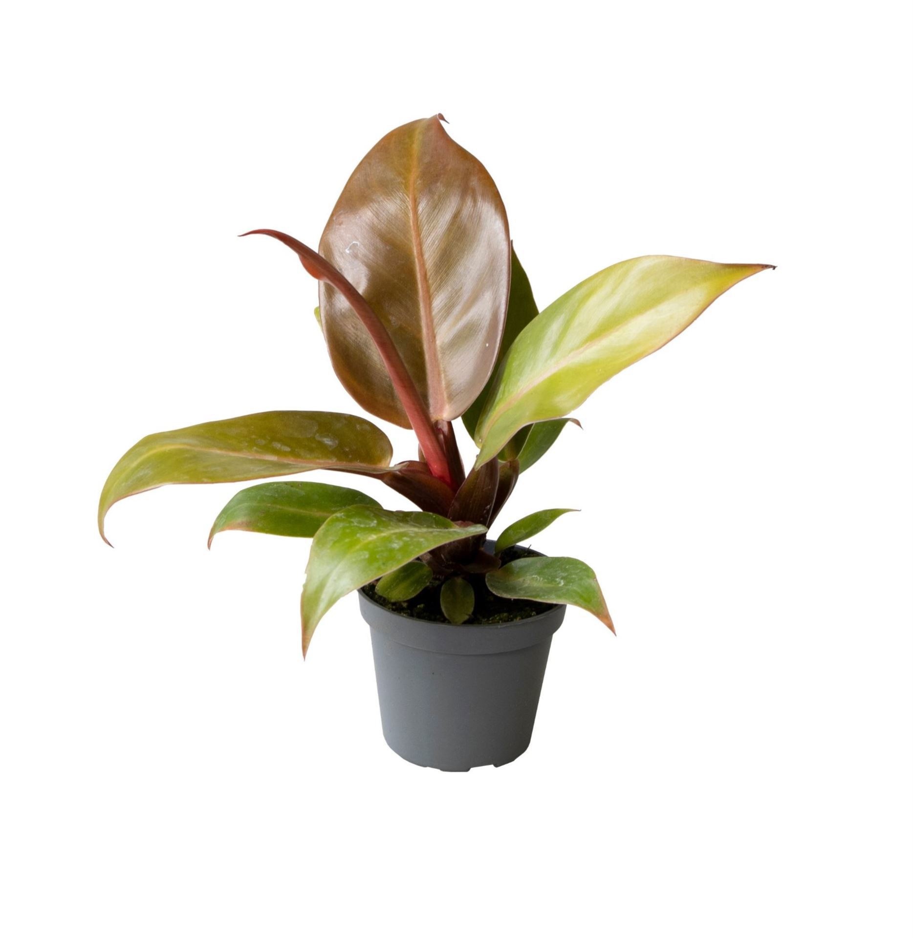 Philodendron Cherry Red 6 cm, D 6
